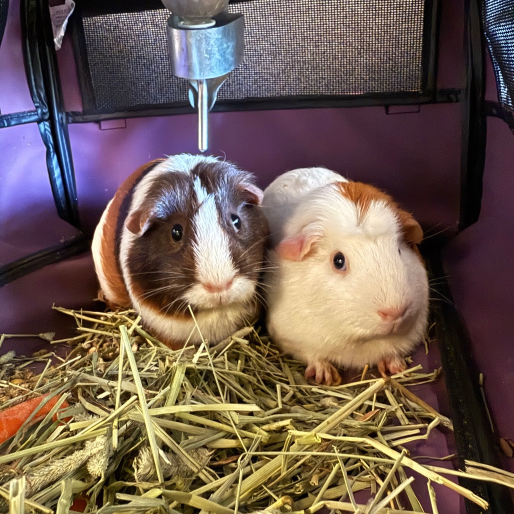 Photo of Vanilla and Chocolate