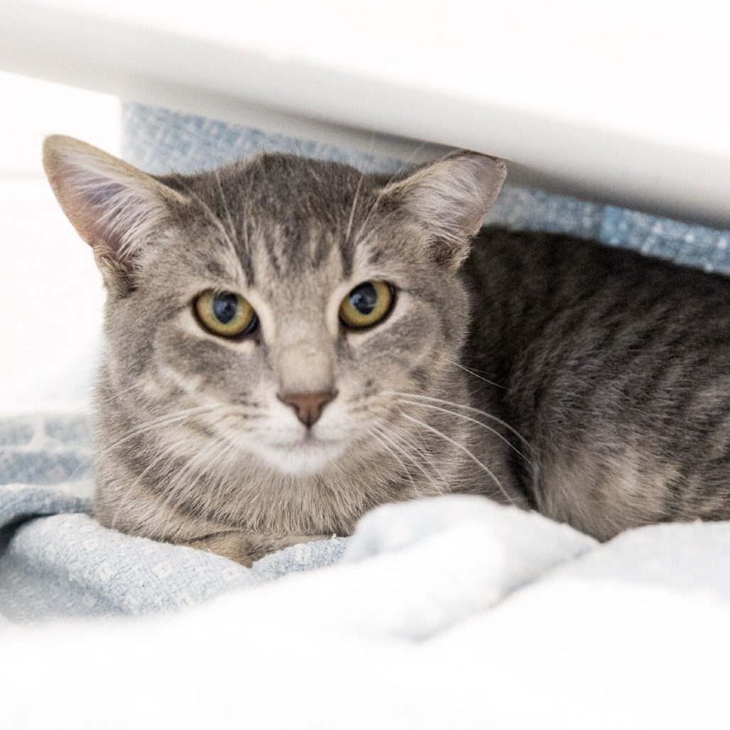 TOSHI - Domestic Shorthair available for adoption