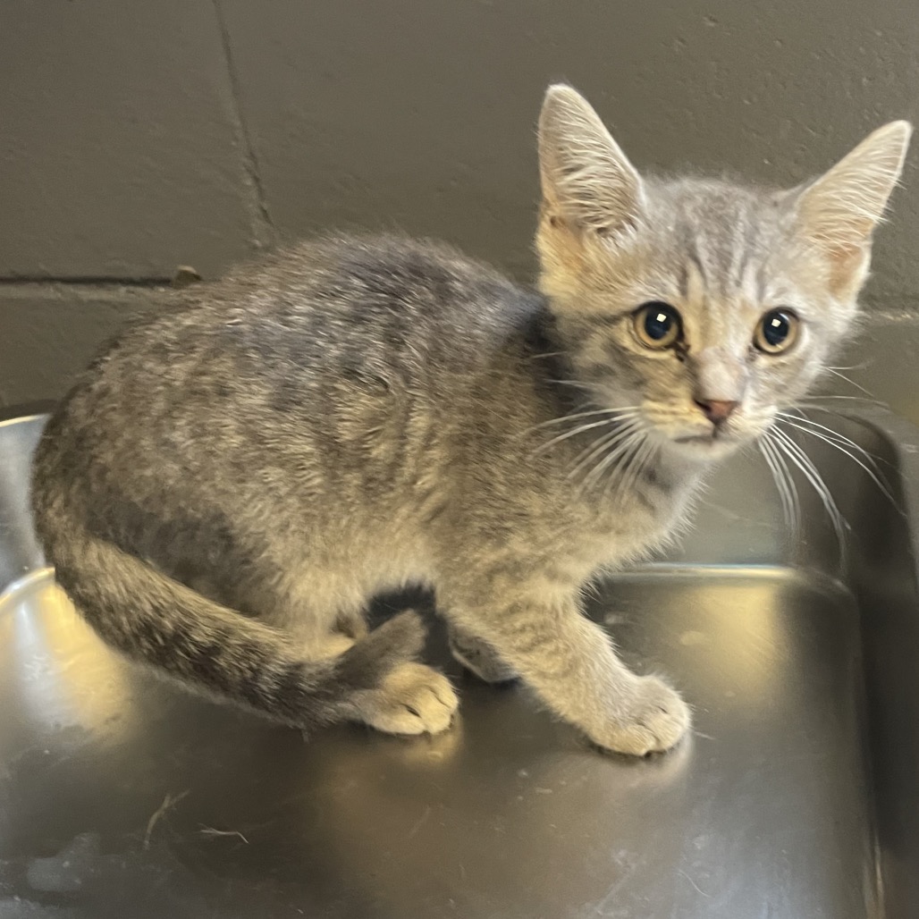 Tusc Stray 84805 2