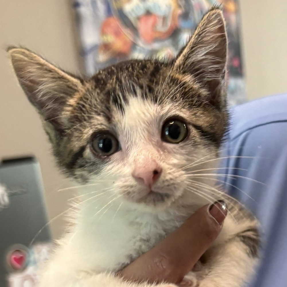 PINSY - Domestic Shorthair / Mix available for adoption