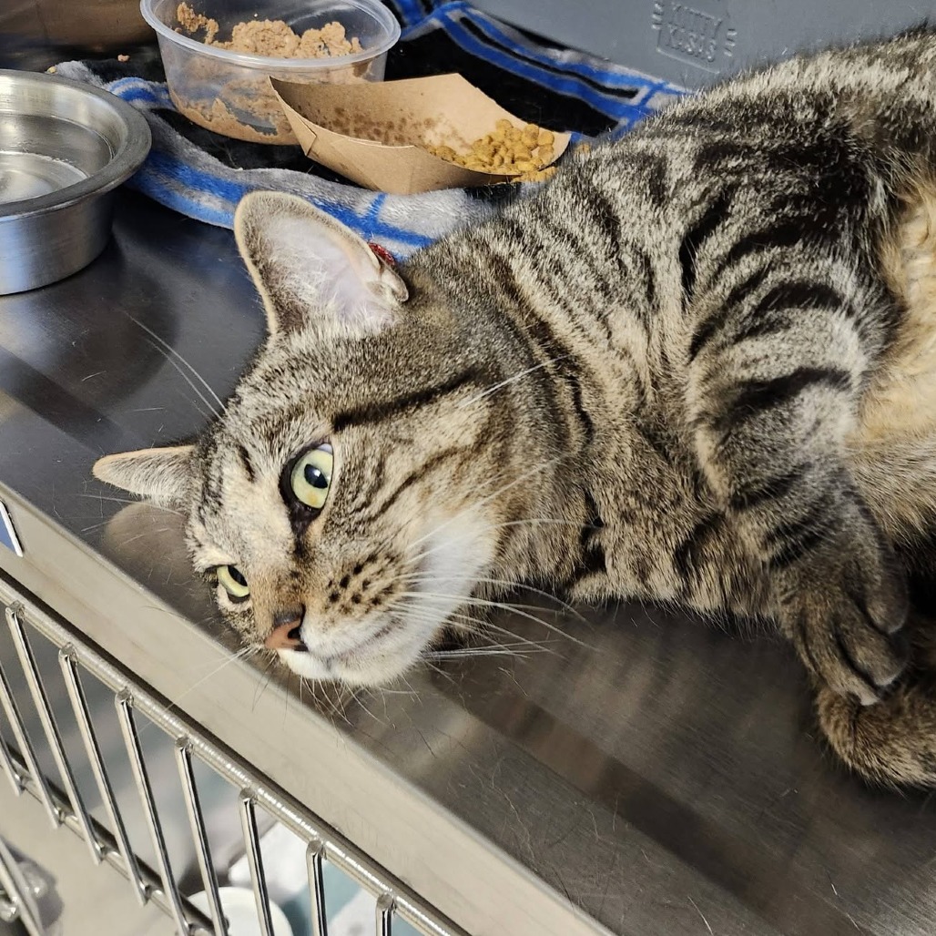 DEAMUS - Domestic Shorthair available for adoption