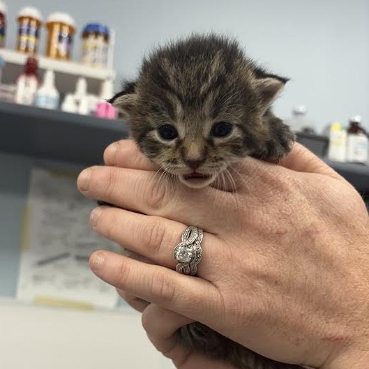 PEACHY - Domestic Shorthair available for adoption