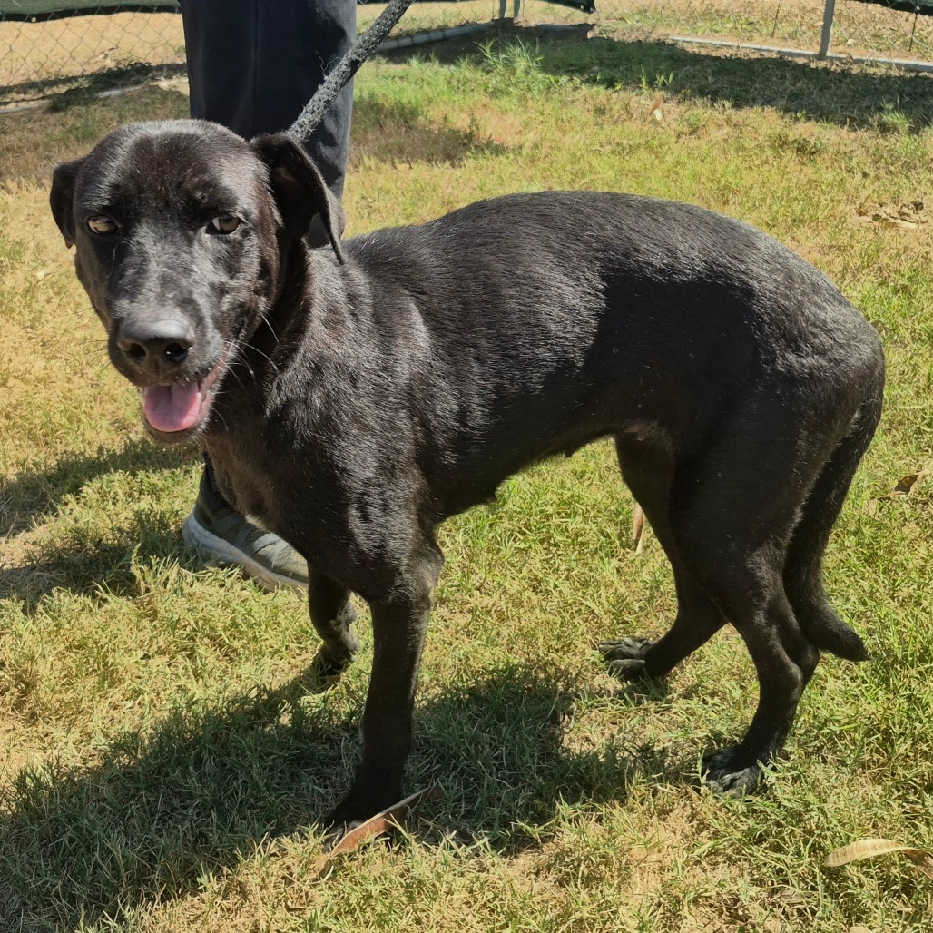 SYLVIE - Shepherd available for adoption