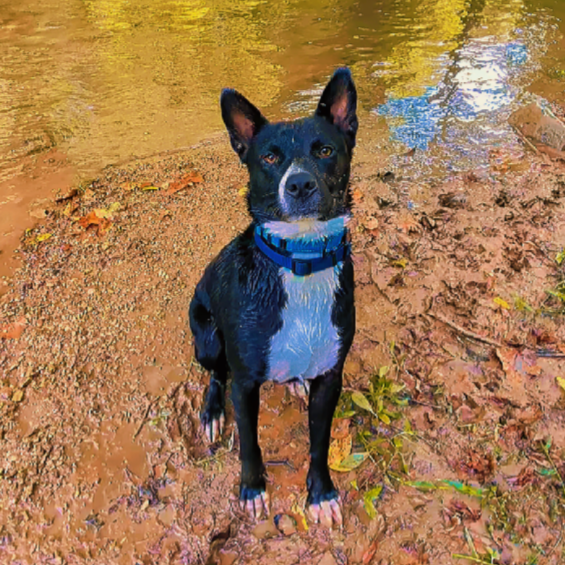 DIEGO - Cattle Dog / Retriever, Black Labrador available for adoption