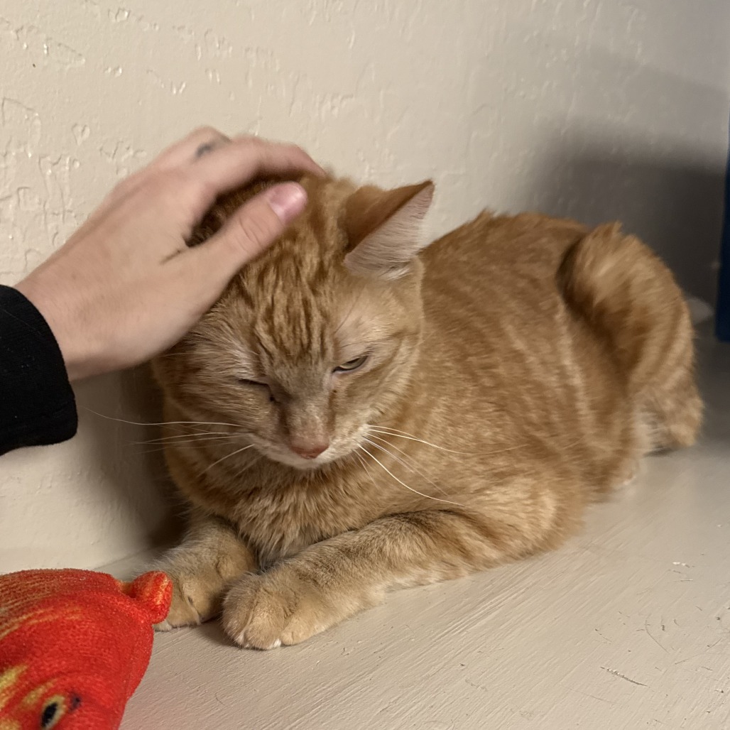 Sailor Jerry picture #3