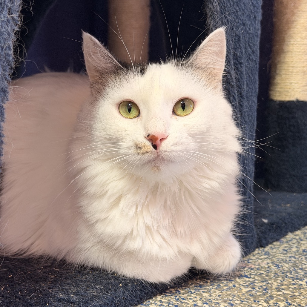 VELMA - Turkish Angora / Domestic Medium Hair available for adoption