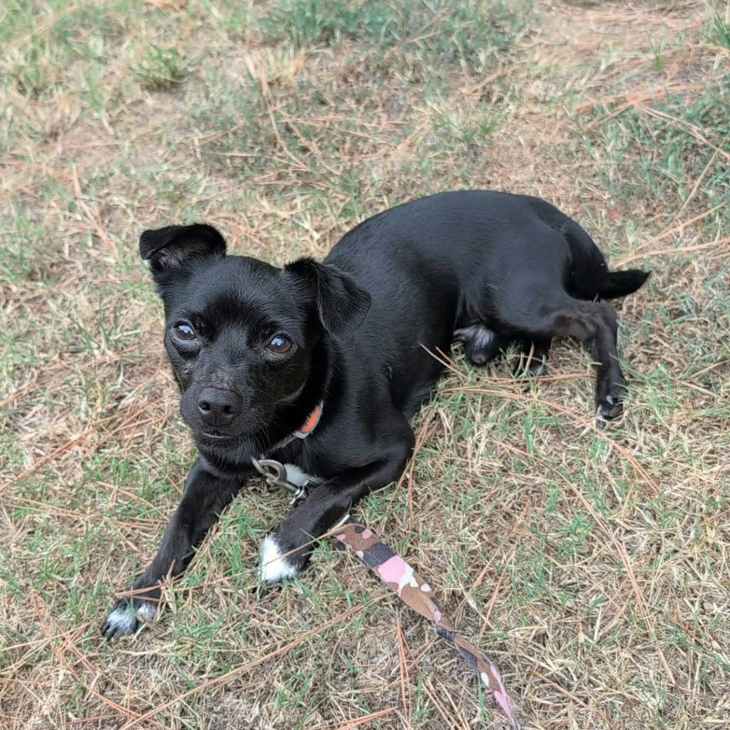Lincoln (formerly Jody), photo 8