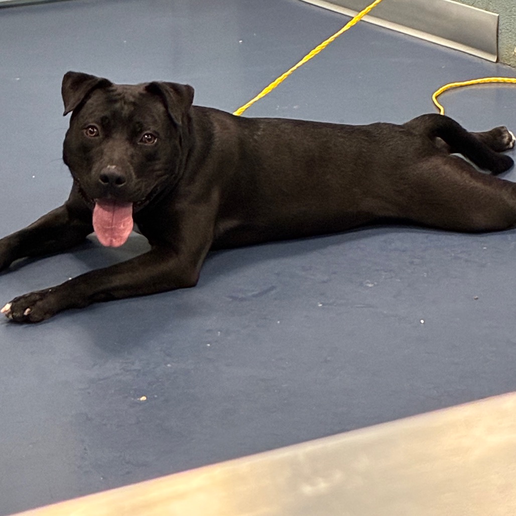 Ash, photo 3