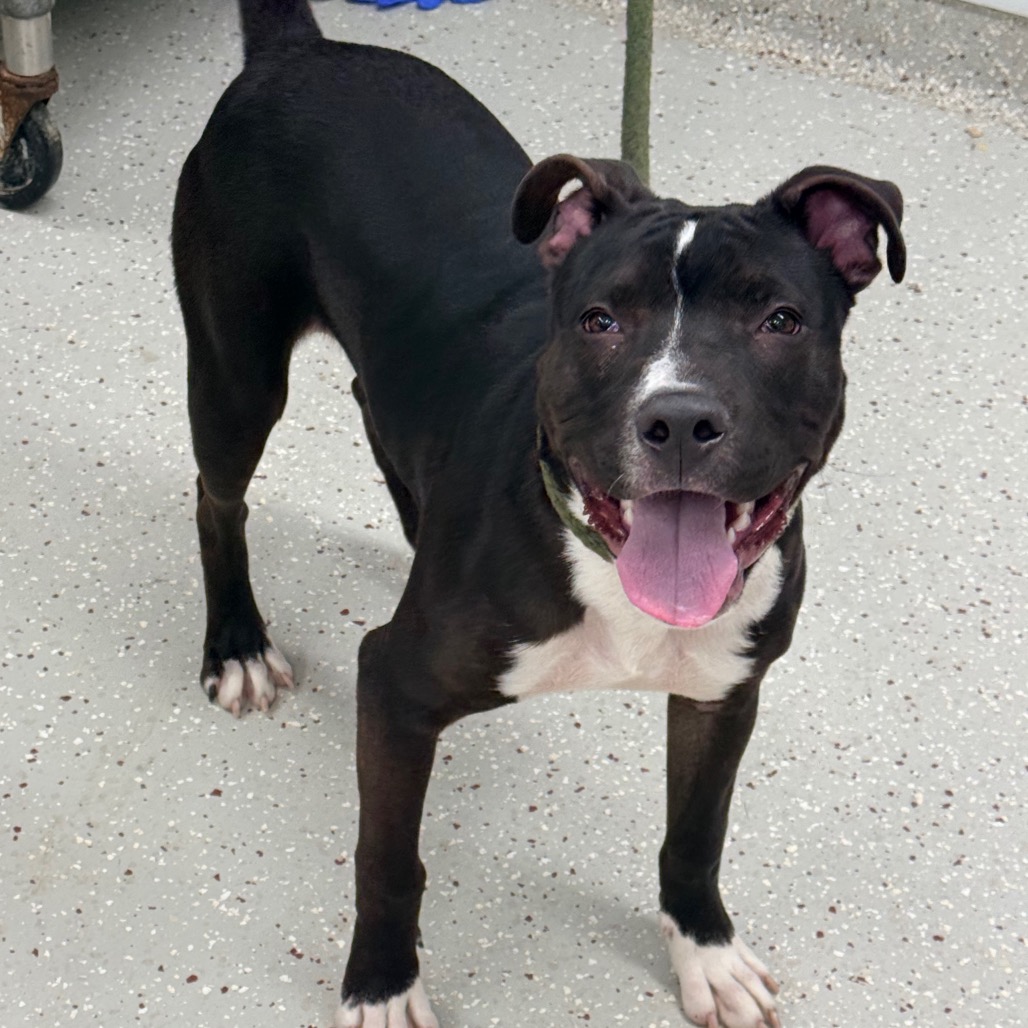 Logic — thumbnail 3