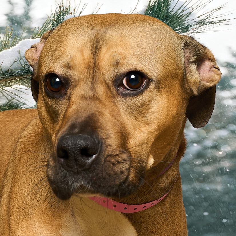 ROSE — thumbnail 15