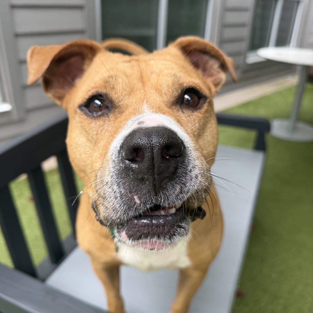 Buttercup, photo 51