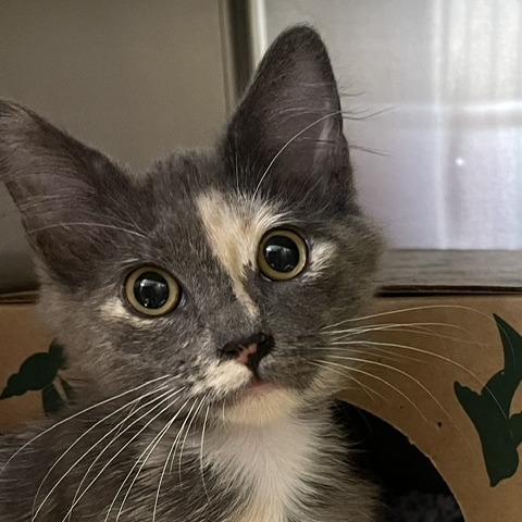 FRANKIE - Domestic Medium Hair available for adoption