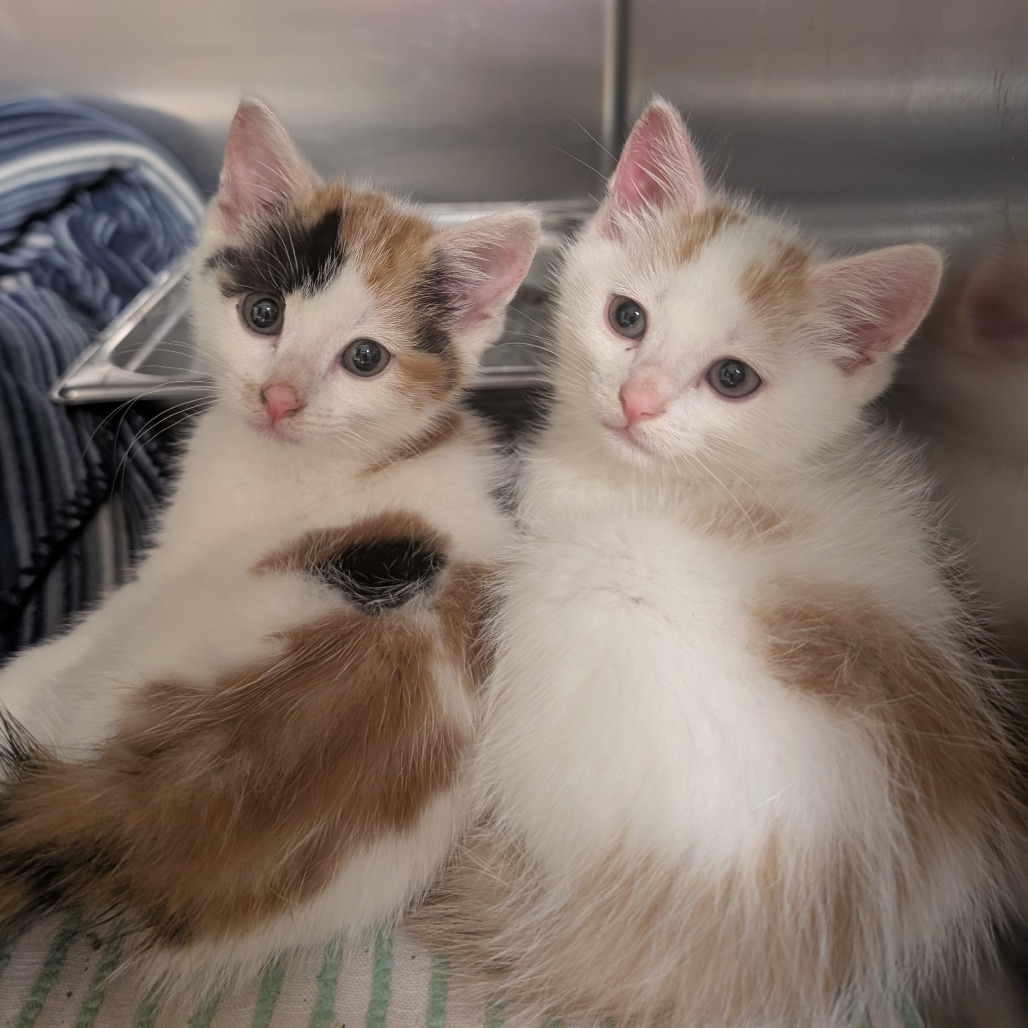 SERENA VAN DER WOODSEN - Domestic Shorthair available for adoption