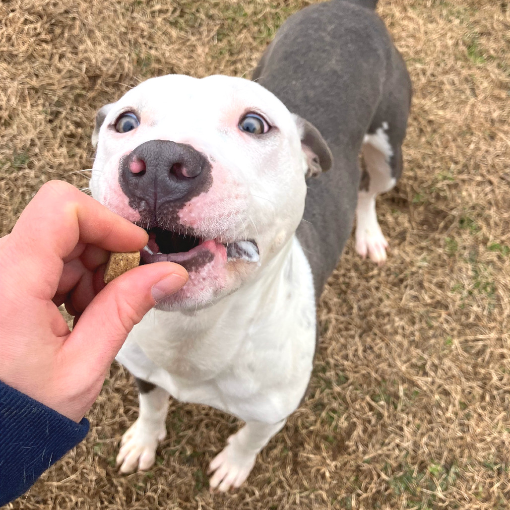 Pulled Pork Sammich — thumbnail 9