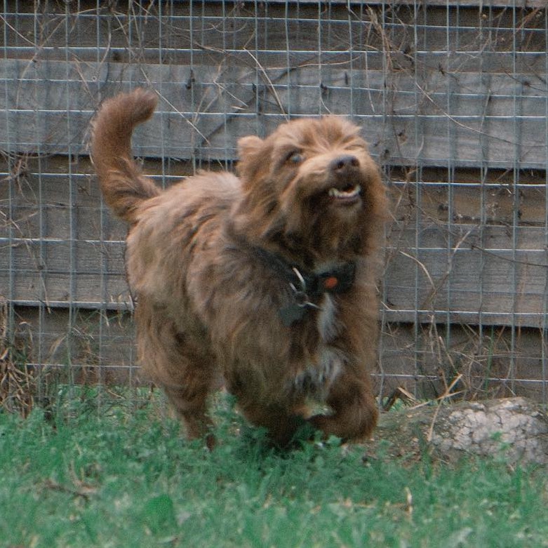 Camo Rescue Glen is available for adoption at CAMO Rescue