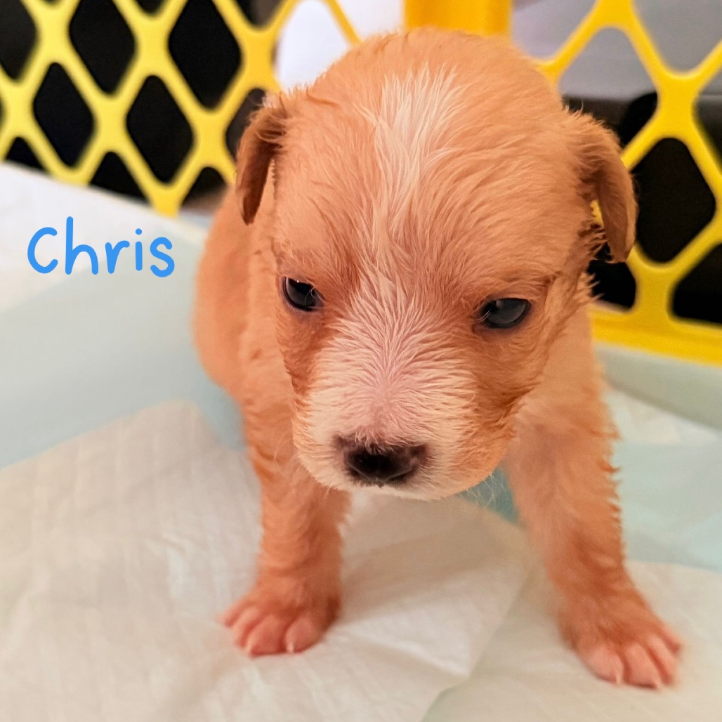 CHRIS - Spaniel / Mix available for adoption