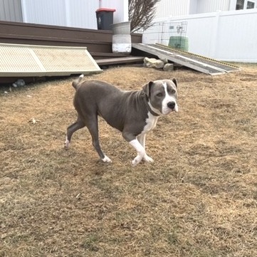 Cheyenne, photo 3