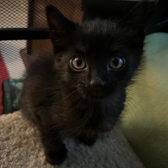 Squeakers--In Foster***ADOPTION PENDING***, photo 4