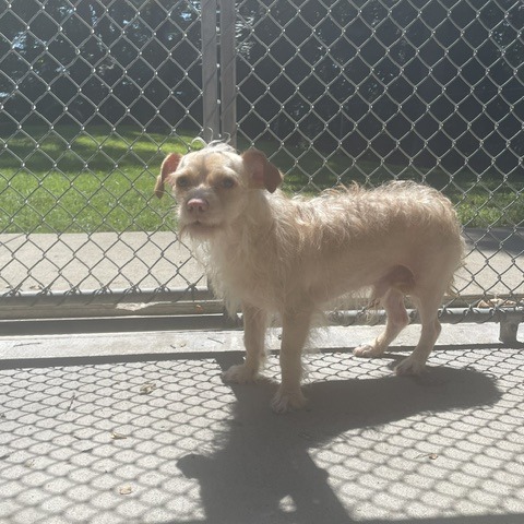 GABBANA - Chihuahua available for adoption