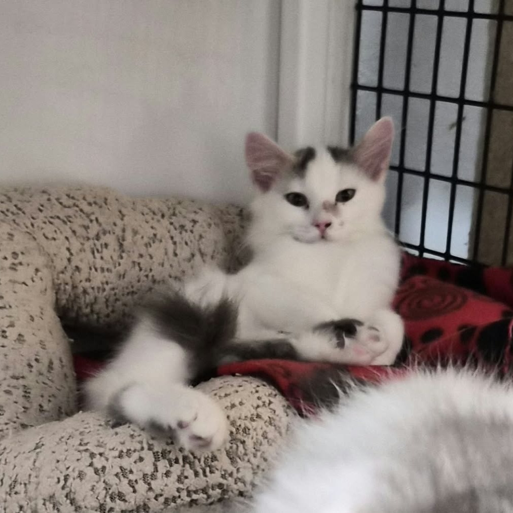 CALYPSO - Domestic Medium Hair available for adoption