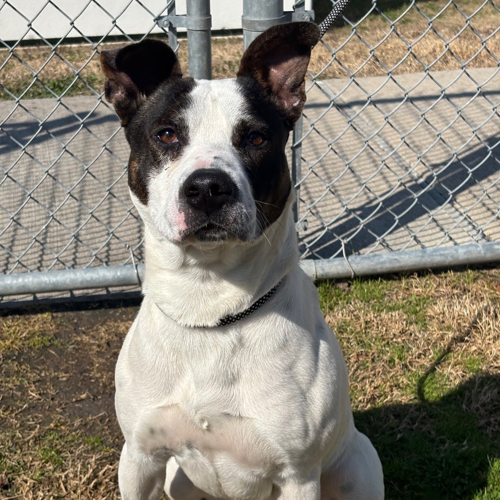 SPOT - Mixed Breed (Medium) / Mixed Breed (Medium) available for adoption