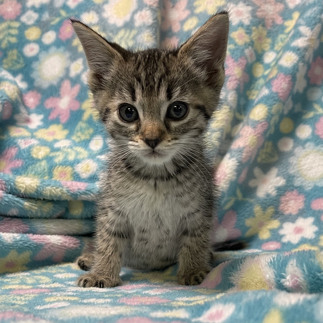 Photo of GOSLING