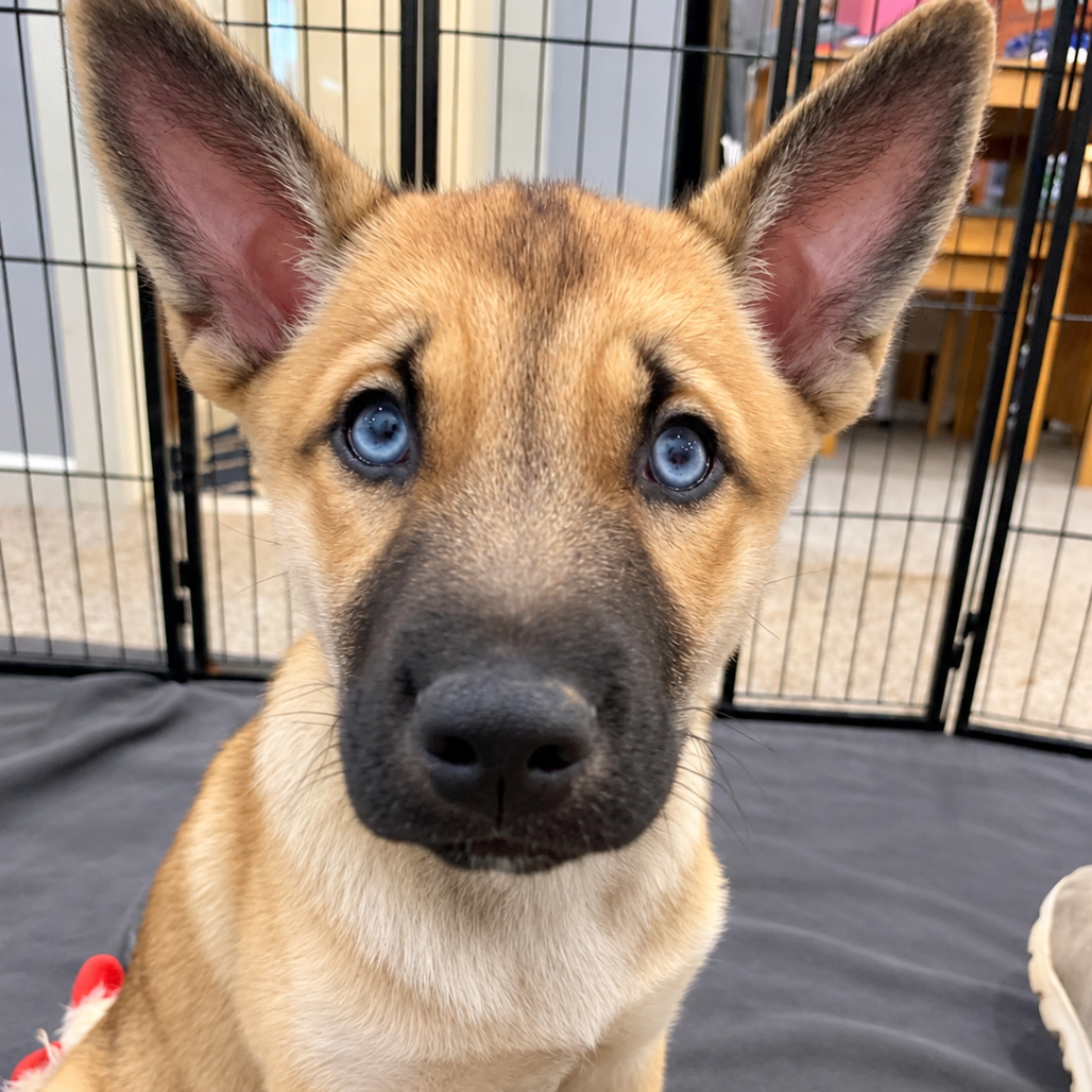 NOVA - Husky / Mixed Breed (Medium) available for adoption