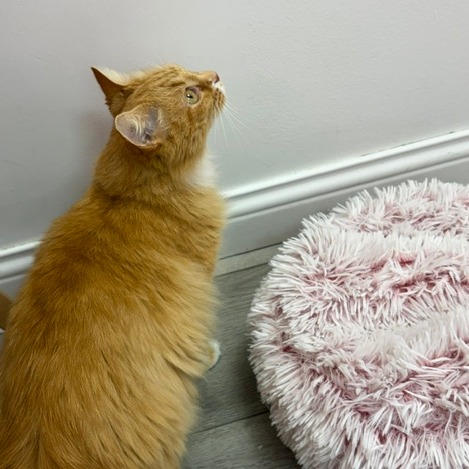 BREADSTICK - Domestic Longhair available for adoption