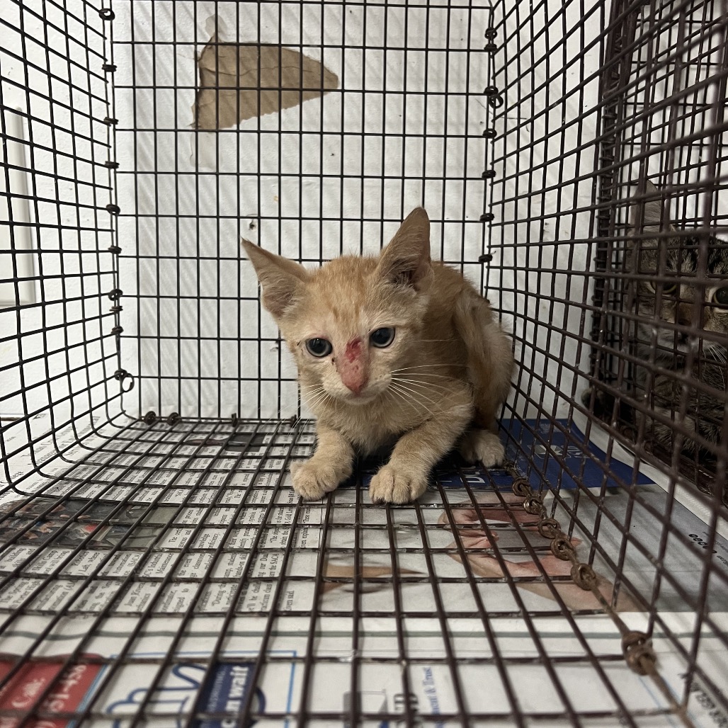 MEWTWO - Domestic Shorthair available for adoption