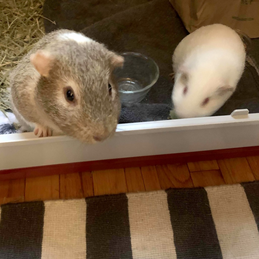 Snowflake & Nugget, photo 4