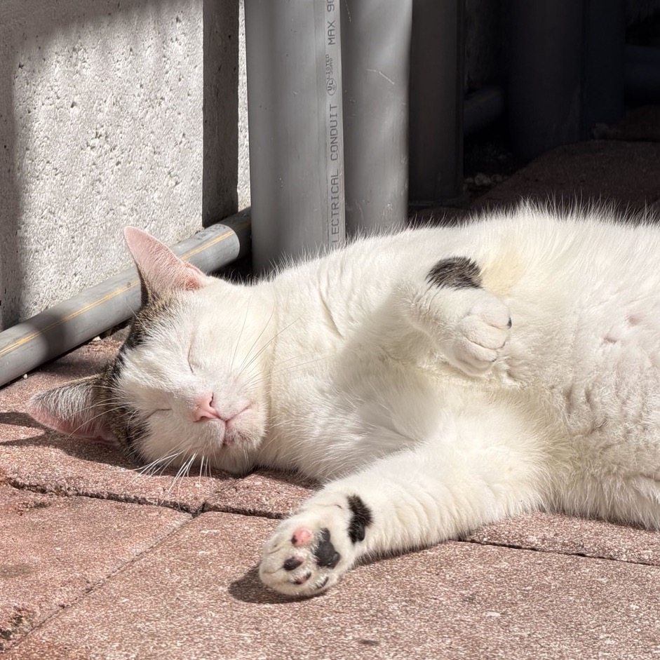 Photo of Scampi playing