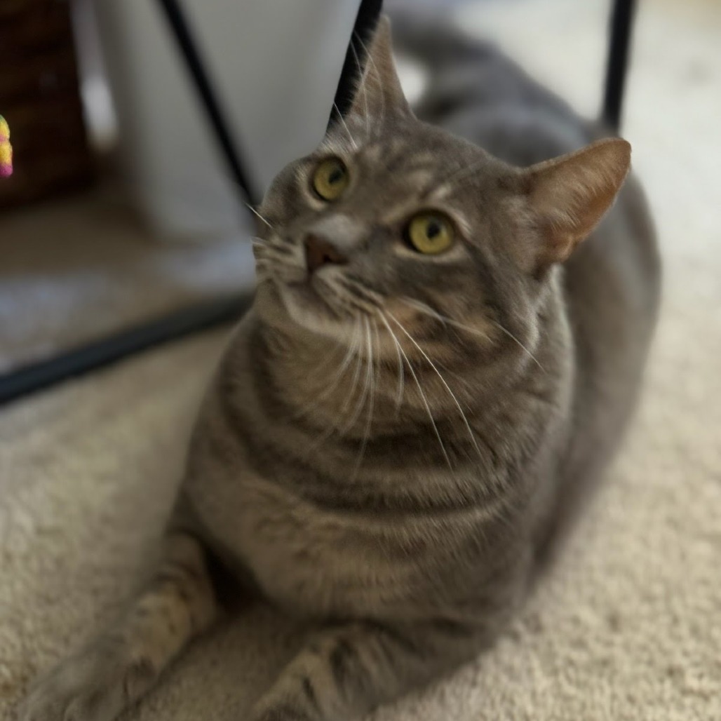 Animal namedThomasino