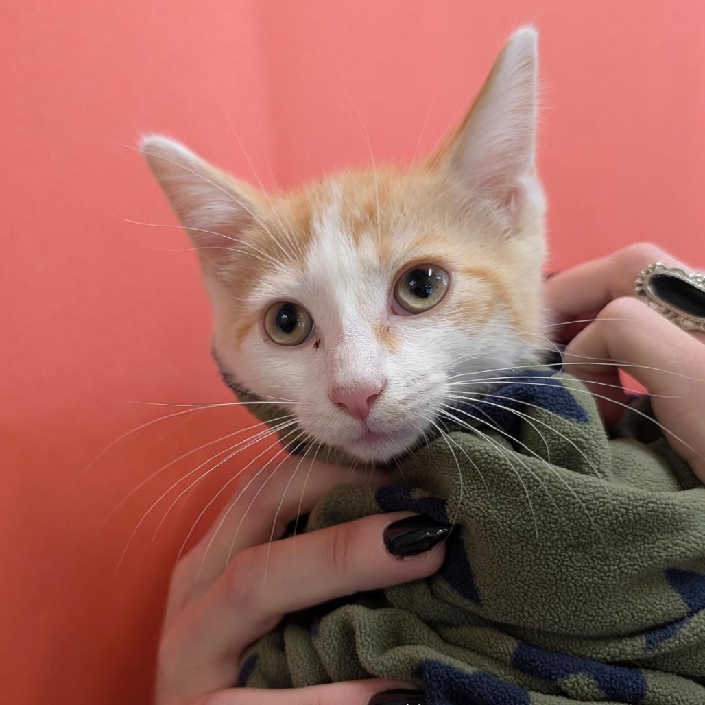 JIM - Domestic Shorthair available for adoption