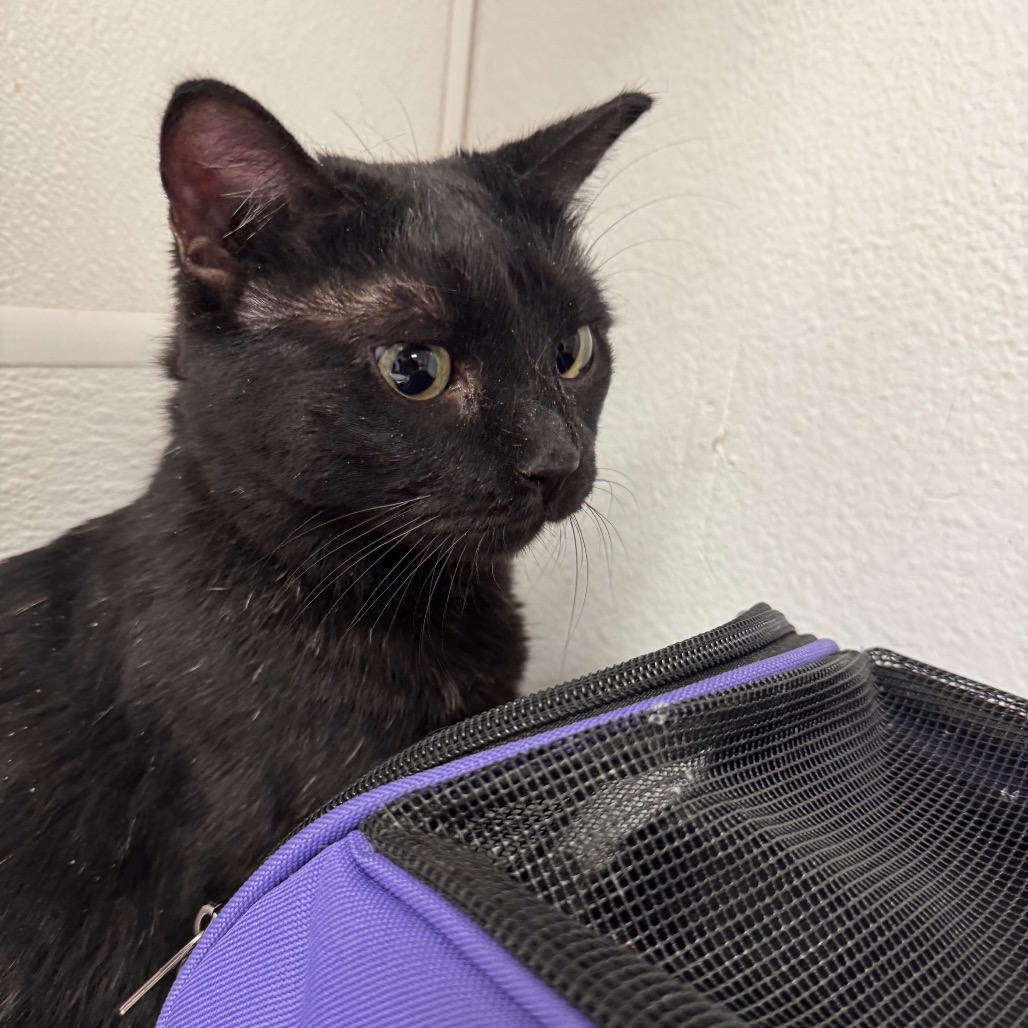 BINX - Domestic Shorthair available for adoption