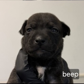 Beep, photo 2