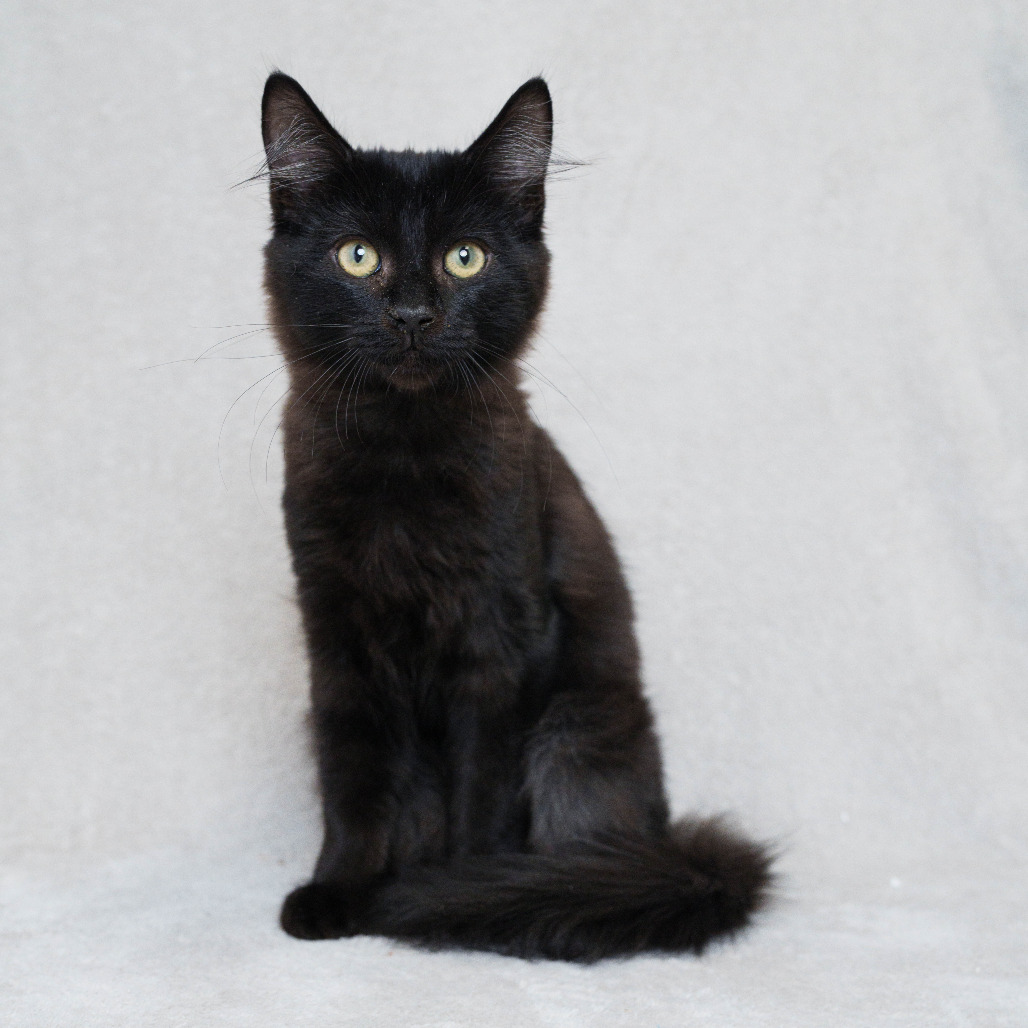 PANTHRO - Domestic Medium Hair available for adoption