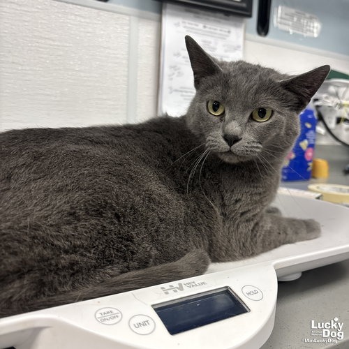 GRACIE - Domestic Shorthair available for adoption