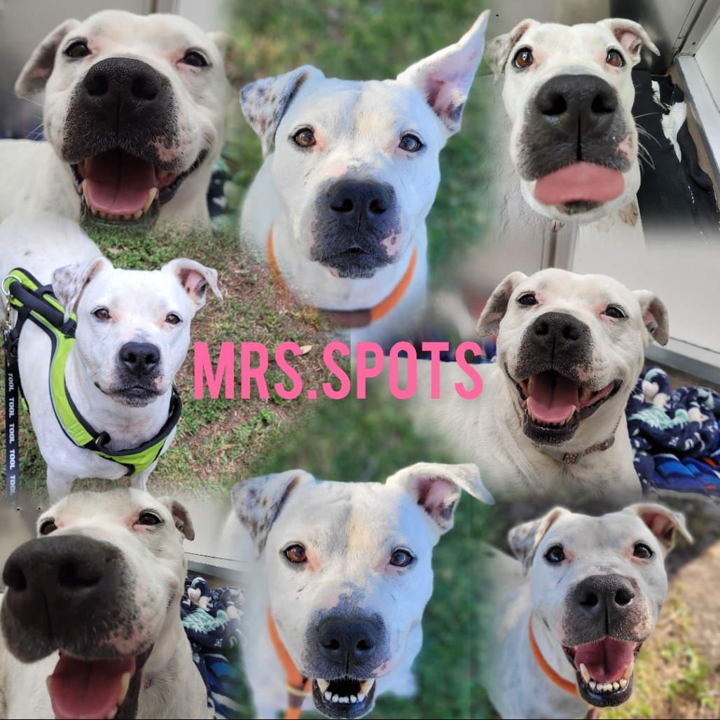 Mrs. Spots photo 17