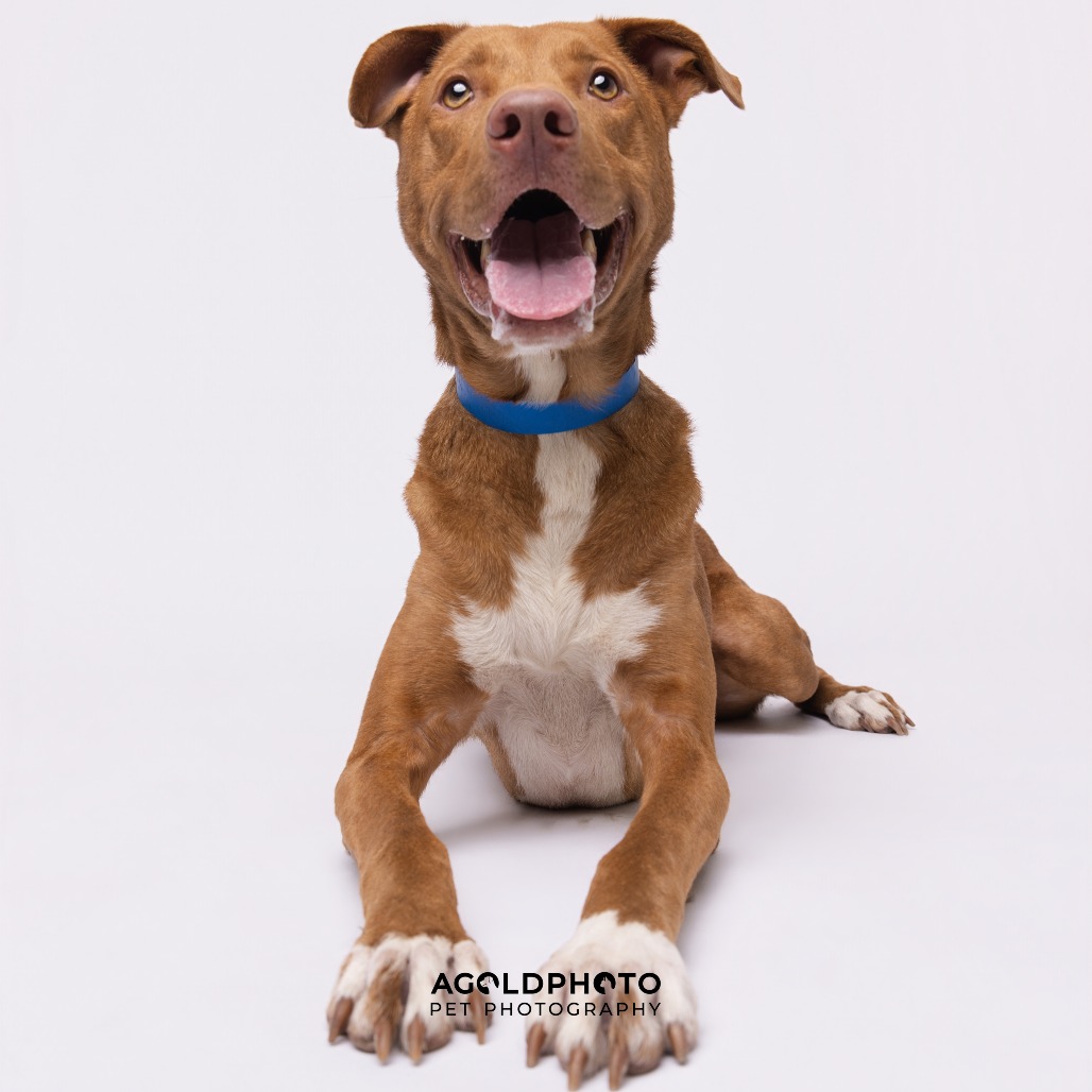 Ozzi — thumbnail 5