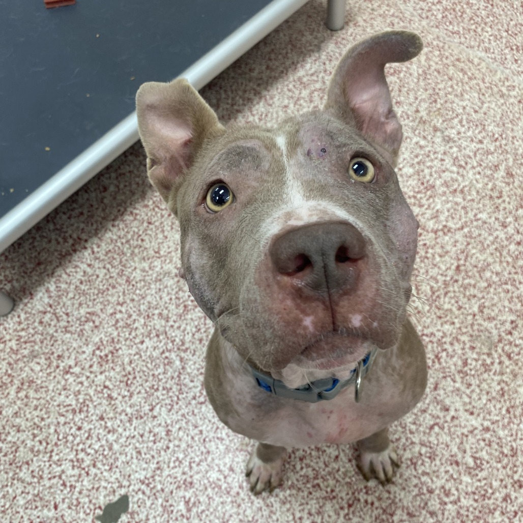BOO (DOG 3) - Terrier / American Pit Bull available for adoption