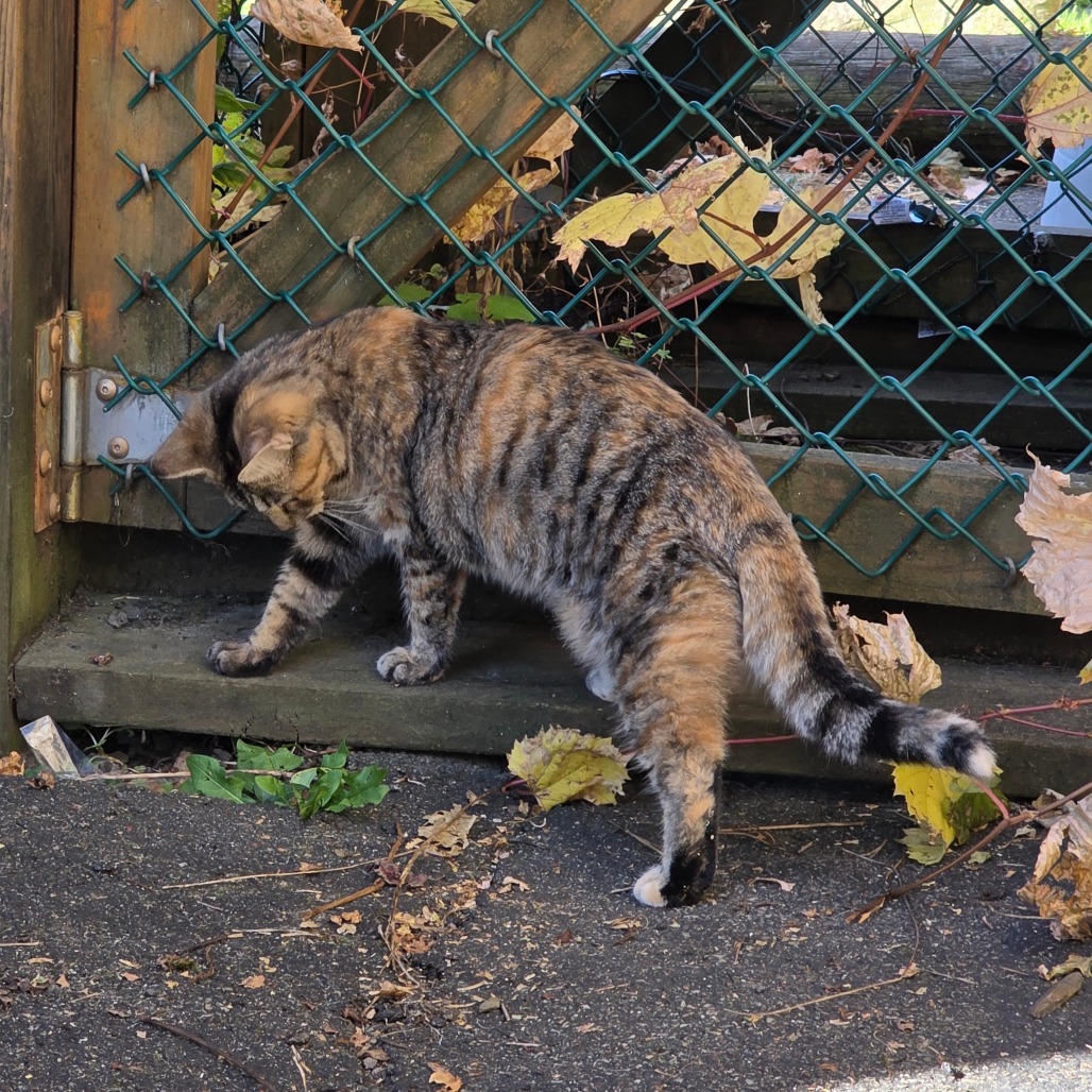 Fluffington, photo 5