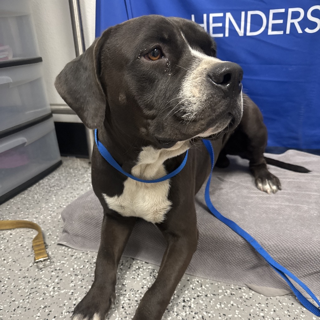 BUD - Terrier, Pit Bull / Mixed Breed (Medium) available for adoption