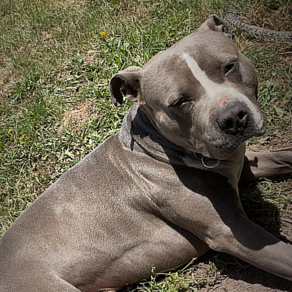 Smokey — thumbnail 2