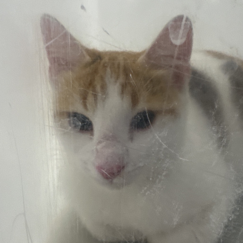 GEMMA - Domestic Shorthair / Mix available for adoption