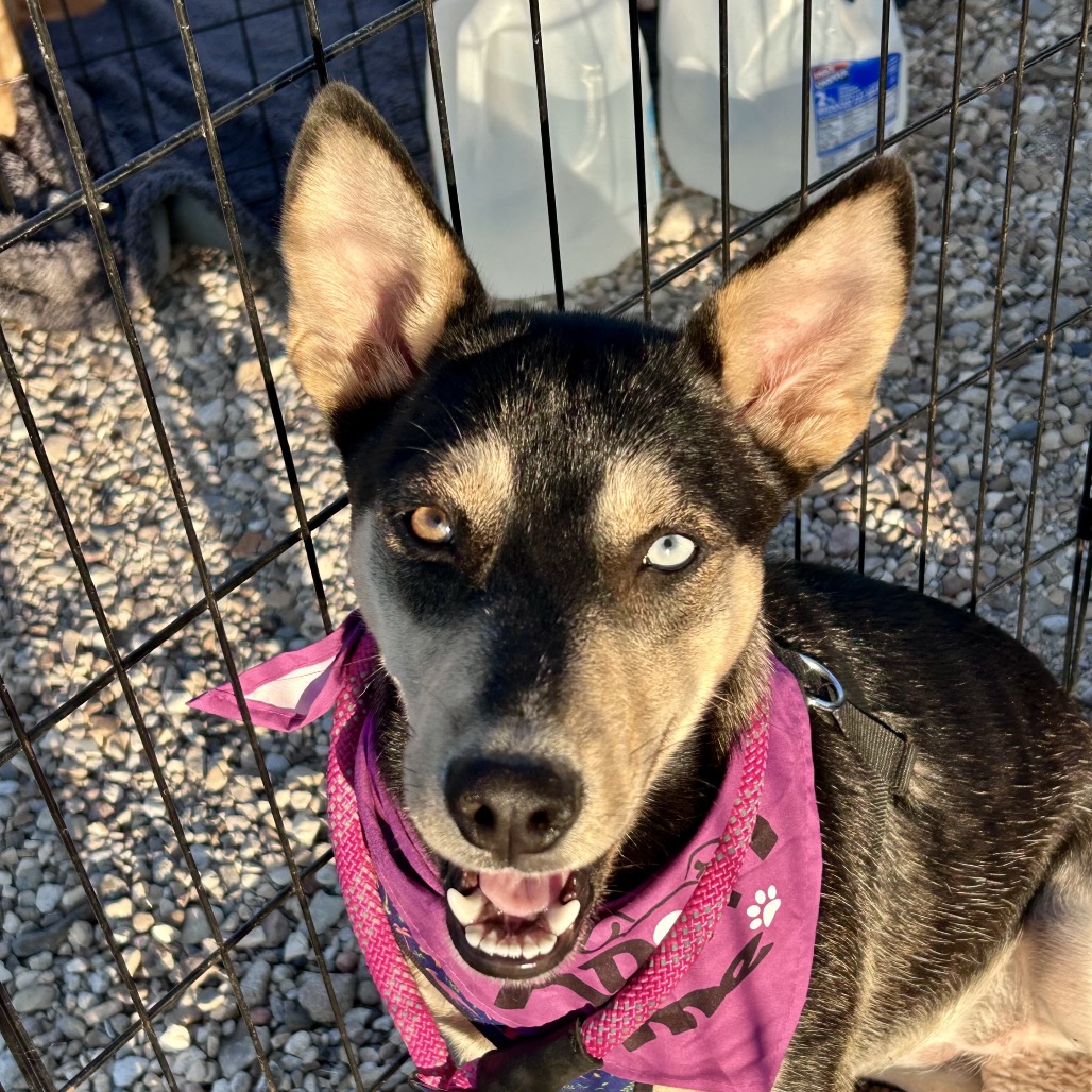 Stella, a black and tan puppy