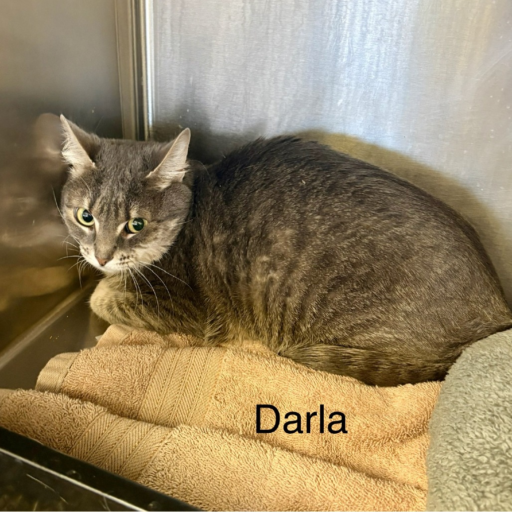Darla, photo 2