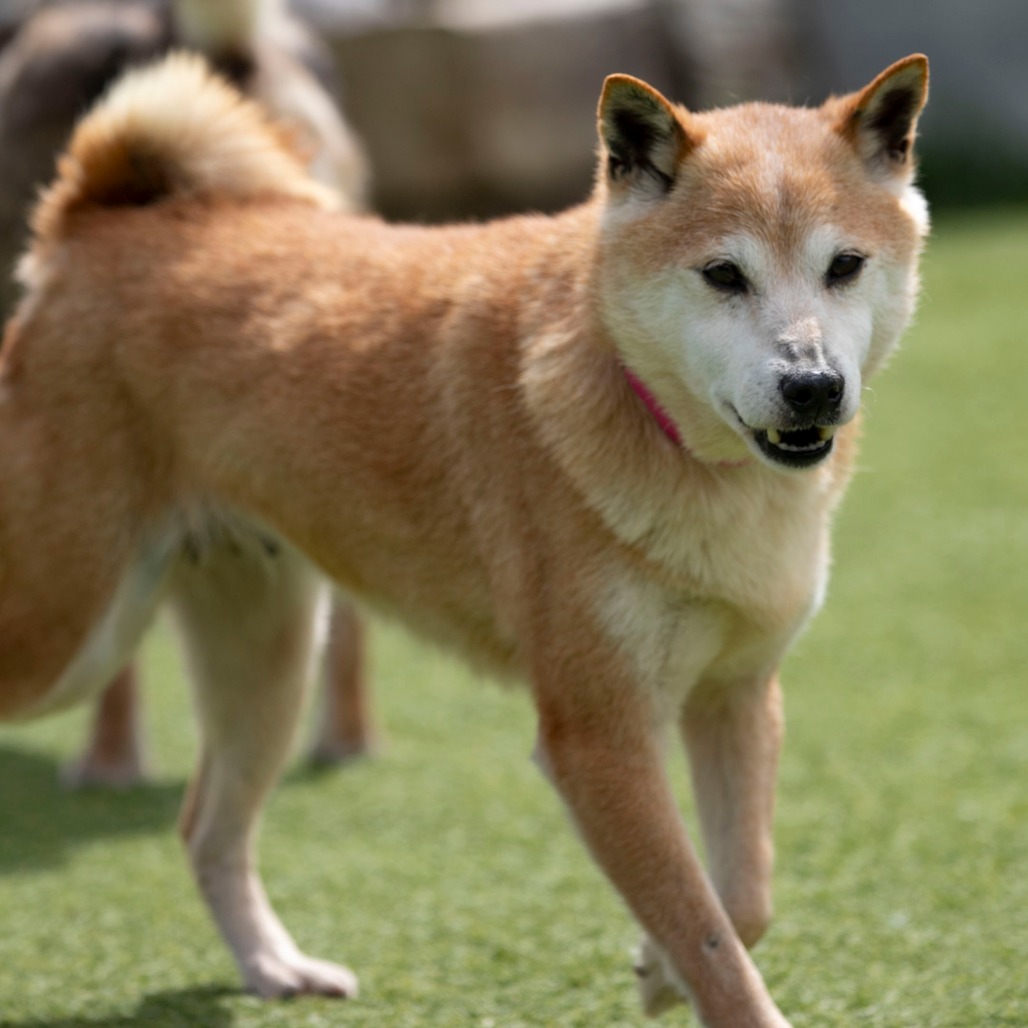 Smiley (MR26-336), photo 7