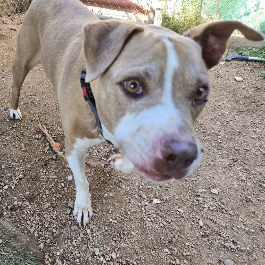 Woody, additional photo