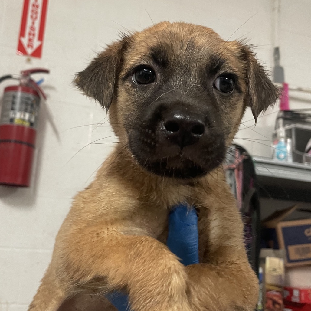 Johara, available for adoption at PVAS