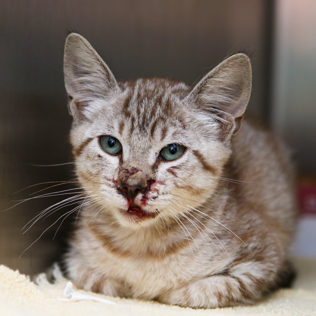CLIPPY - Siamese / Domestic Shorthair available for adoption